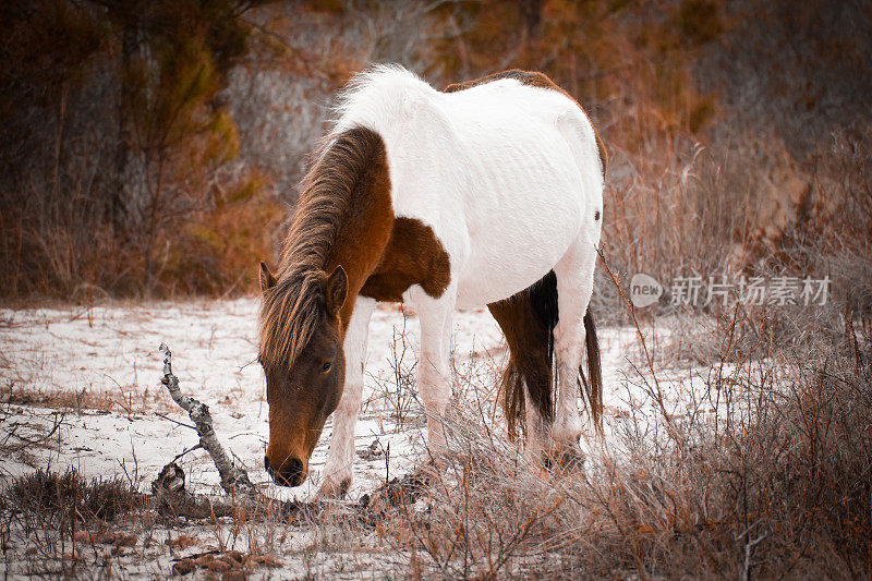 一匹来自阿萨提格岛的马，名叫Seases Bay Breeze